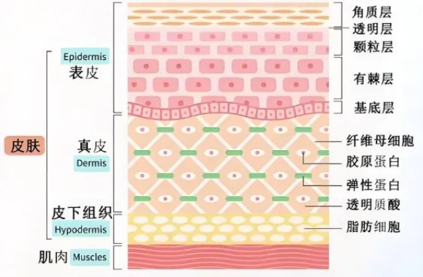 透皮給藥生物樣品分析挑戰(zhàn)